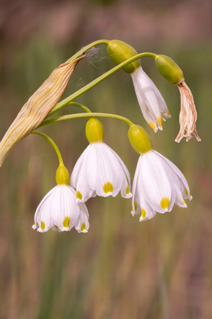 Sommer-Glöckchen (Leucojum aestivum) [2]